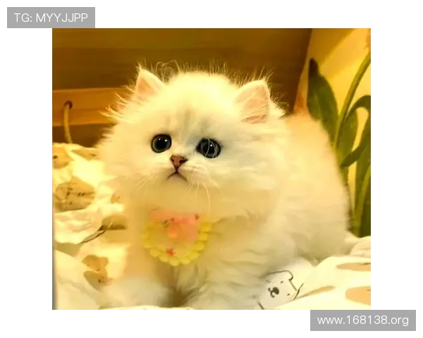 探索mrcat猫先生的魅力世界:宠物护理新选择 探索mrcat猫先生的魅力世界:宠物护理新选择